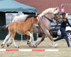 stallion Ascado (Rhenish-German Cold-Blood, 2016, from Adoro)