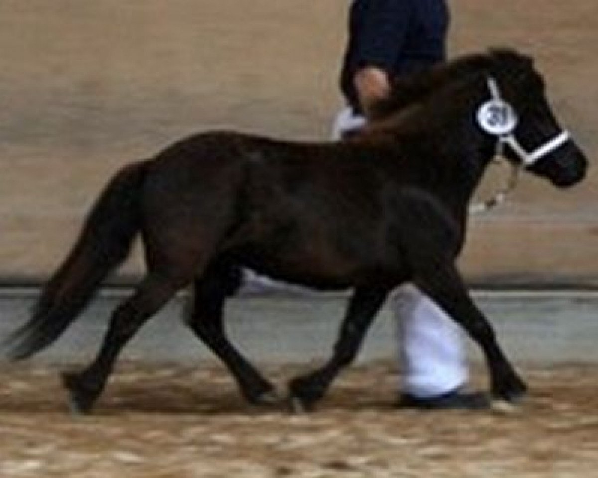 Zuchtstute Isarons Jiny (Dt.Part-bred Shetland Pony, 2013, von Isarons Rock'n Roll)