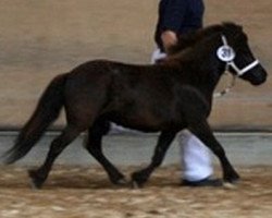 broodmare Isarons Jiny (Dt.Part-bred Shetland pony, 2013, from Isarons Rock'n Roll)