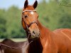 broodmare Fabulosa (Oldenburg, 2004, from Fürst Heinrich)