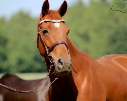 broodmare Fabulosa (Oldenburg, 2004, from Fürst Heinrich)