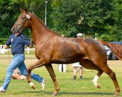 broodmare Lady's Flavia (Oldenburg, 2003, from Fürst Heinrich)