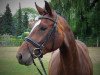 broodmare Tara P (Hanoverian, 2009, from Toronto)