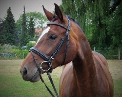 broodmare Tara P (Hanoverian, 2009, from Toronto)