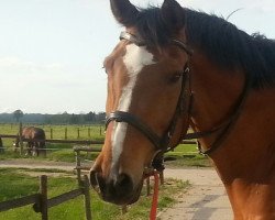 jumper Baddy (KWPN (Royal Dutch Sporthorse), 2002, from Niveau)