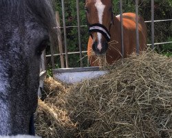 horse Marengo 188 (German Riding Pony, 1998, from Marsvogel xx)