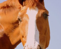 dressage horse Goldboy H (Latvian Warmblood, 2003, from Gardegeneral)