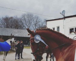 dressage horse Der Naseweiß (Rhinelander, 2007, from Dynast)