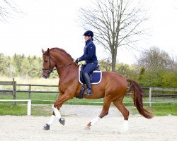 dressage horse London Pride 2 (Hanoverian, 2012, from Londontime)