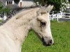 dressage horse RM Cremissimo (German Riding Pony, 2016, from Mac Creamy)