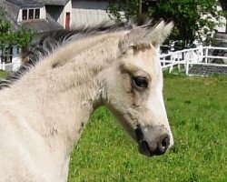 dressage horse RM Cremissimo (German Riding Pony, 2016, from Mac Creamy)