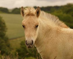 horse Kalimero (Fjord Horse, 2015, from Kalino)