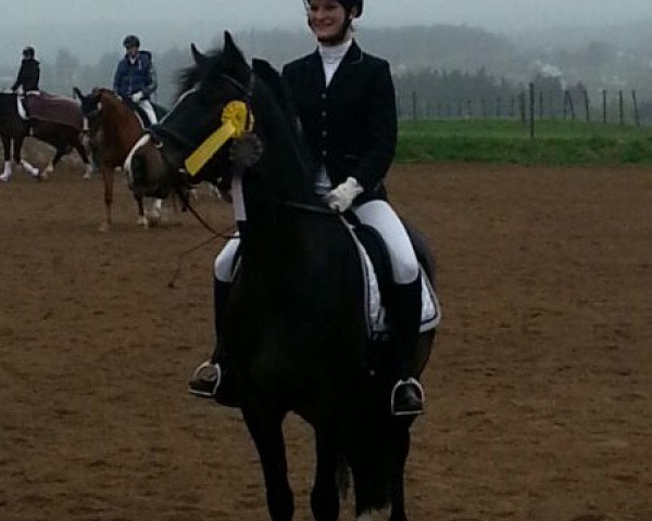 dressage horse Bellini (German Riding Pony, 2006, from Bellveue)