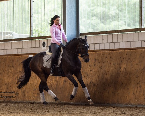 dressage horse Faro 137 (Rhinelander, 2011, from Feedback 16)