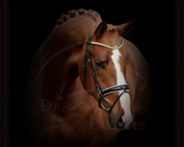 dressage horse Forever Mine H (Hanoverian, 2013, from Foundation 2)