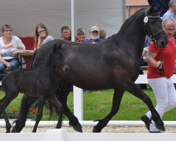 Dressurpferd Dark Delicious (Deutsches Reitpony, 2016, von Dark Dornik)