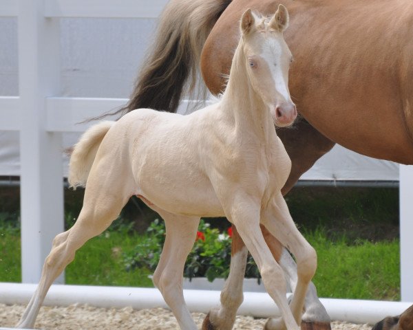 jumper Dream of you 4 (German Riding Pony, 2016, from Dating At NRW)