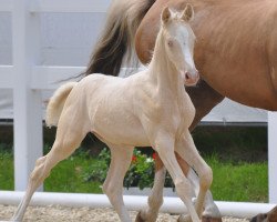 jumper Dream of you 4 (German Riding Pony, 2016, from Dating AT NRW)