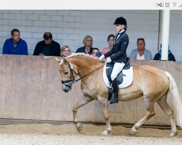 horse Free Candy (Haflinger, 2002, from Stroganoff)