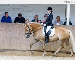 horse Free Candy (Haflinger, 2002, from Stroganoff)