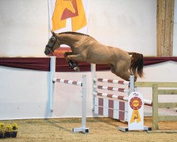jumper Smart And Easy (Holsteiner, 2019, from Sandro Boy)