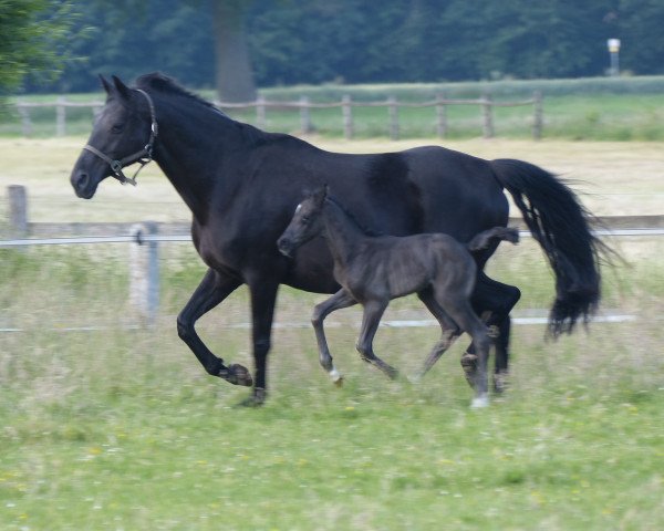 Zuchtstute Madeira (Dänisches Warmblut, 2005, von de Noir 3)