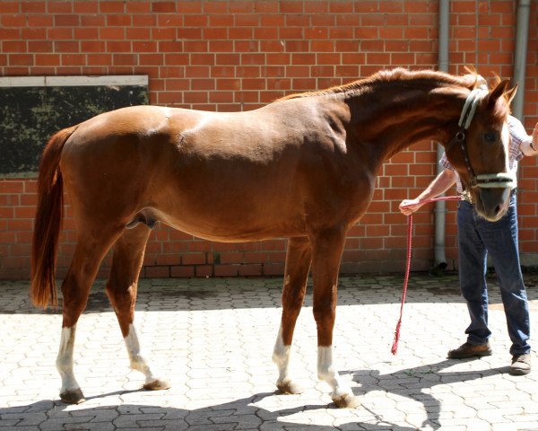 dressage horse Sabolus PST (Westphalian, 2014, from Sir Heinrich OLD)