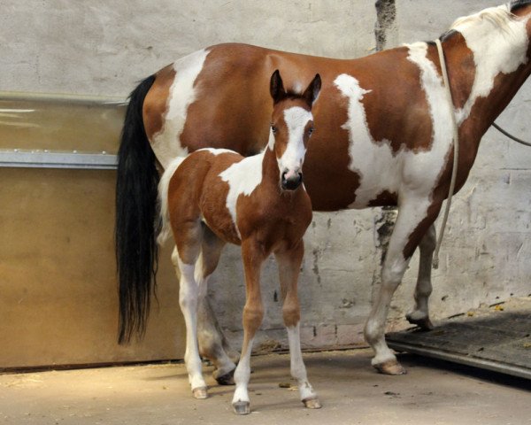 Pferd BestBreed Mustang Cheyenne (Mustang, 2016, von BestBreed Mustang Geronimo)