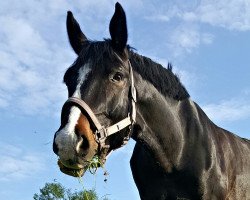 Dressurpferd Diamant's Chutterfly S (Deutsches Sportpferd, 2009, von Don Diamond)