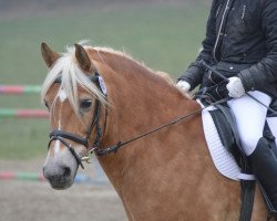 dressage horse Amando 22 (Haflinger, 1996, from Asterix)