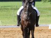 dressage horse Dezembermärchen (Holsteiner, 2004, from Dolany)