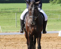 dressage horse Dezembermärchen (Holsteiner, 2004, from Dolany)