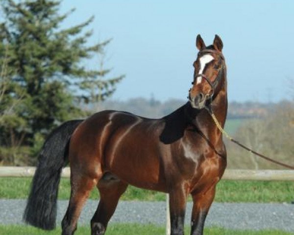 stallion Quintus (Belgian Warmblood, 1993, from Pavarotti van de Helle)