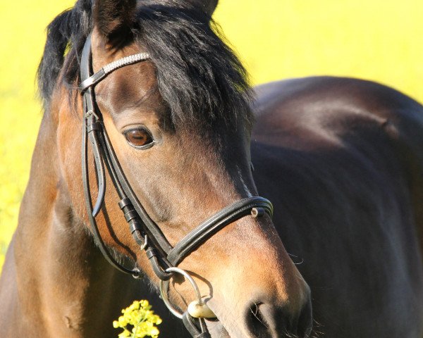 broodmare Winzerin (German Riding Pony, 2001, from Constantin)