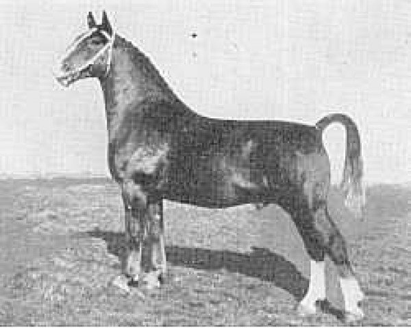stallion Maarschalk (Gelderland, 1948, from Graaf van Wittenstein)