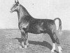 stallion Maarschalk (Gelderland, 1948, from Graaf van Wittenstein)