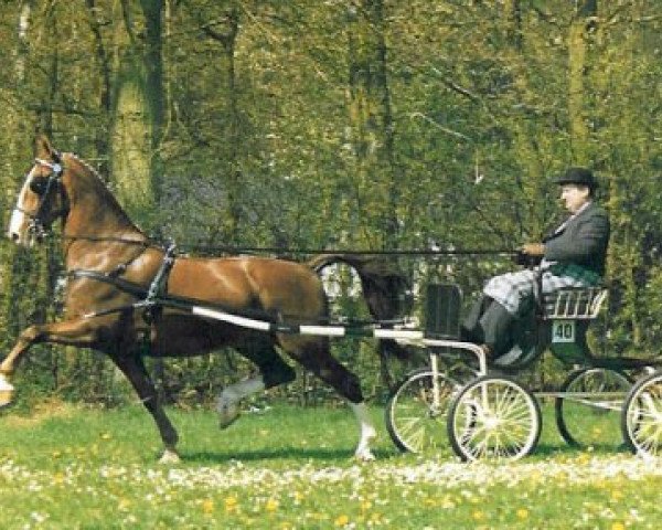 stallion Zakerno (Royal Warmblood Studbook of the Netherlands (KWPN), 1981, from Proloog)