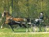 stallion Zakerno (KWPN (Royal Dutch Sporthorse), 1981, from Proloog)
