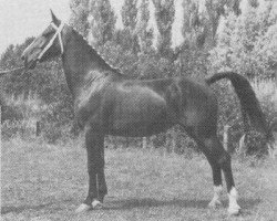 broodmare Ferna (Gelderland, 1964, from Bizet 1208 Sgldt)