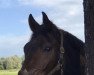 dressage horse Franz-Frederick von Baden (Oldenburg, 2015, from Fürstenball)