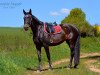 broodmare Daria (German Sport Horse, 2004, from Carprilli)