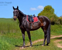 broodmare Daria (German Sport Horse, 2004, from Carprilli)