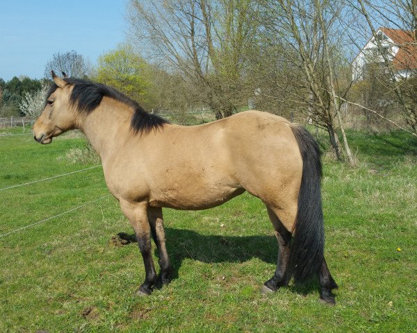 Pferd Holly (Quarter Pony, 2006)