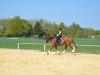 dressage horse Fey 8 (Rhinelander, 2006, from Flucato xx)