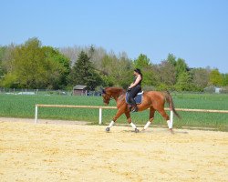 dressage horse Fey 8 (Rhinelander, 2006, from Flucato xx)