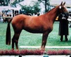 broodmare Windrose (Hanoverian, 1997, from Welt Hit I O)