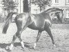 horse Sendernixe (Hanoverian, 1967, from Sender)