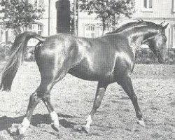 broodmare Sendernixe (Hanoverian, 1967, from Sender)