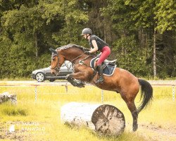 dressage horse Nardino (Polish Warmblood, 2007, from Le Voltaire)