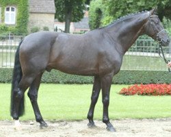 stallion Weltroyal (Hanoverian, 1999, from Weltmeyer)